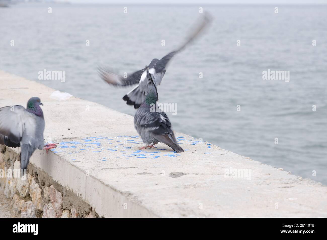 Groupe de colombes et de pigeons. Des plumes grises et des plumes colorées sur leur cou atterrissent sur un mur près du bord de mer et de la rive pendant le temps couvert. Banque D'Images