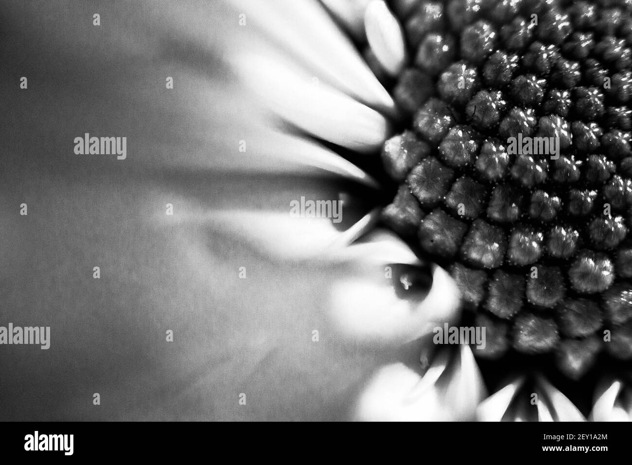 Une fleur est photographiée à l'aide de la technique de macro inverse, créant une image de gros plan avec une faible profondeur de champ. Banque D'Images