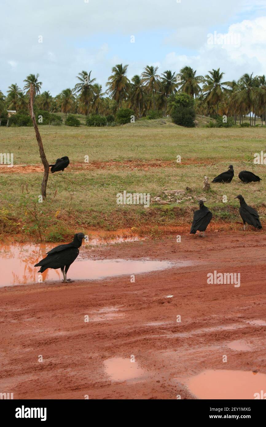 Les oiseaux de Jacu à Touros Rio Grande do Norte, Brésil Banque D'Images