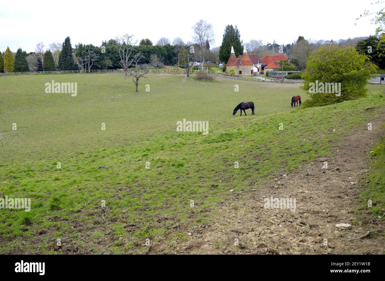 Loose Village, Kent, Royaume-Uni. 2 chevaux paître dans un enclos à côté d'une ancienne maison d'oast. Banque D'Images