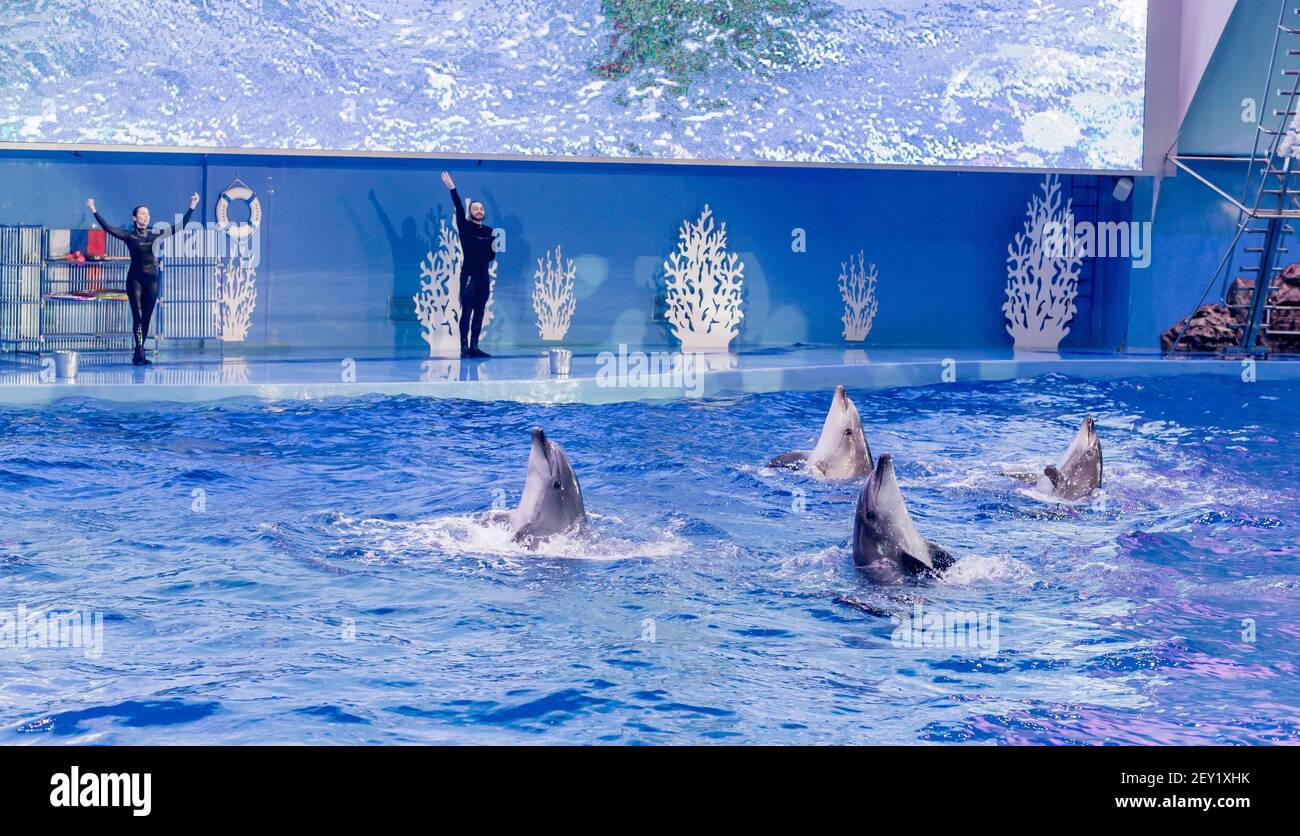 Russie, Vladivostok, 04 janvier 2021. Spectacle avec les grands dauphins de l'Atlantique et les artistes dans le parc des mammifères marins de l'aquarium Primorsky. Spectacle avec marine Banque D'Images