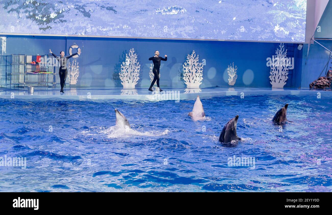 Russie, Vladivostok, 04 janvier 2021. Spectacle avec les grands dauphins de l'Atlantique et les artistes dans le parc des mammifères marins de l'aquarium Primorsky. Spectacle avec marine Banque D'Images