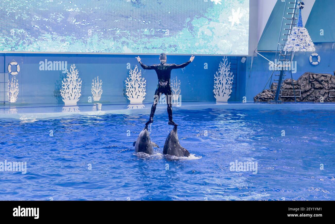 Russie, Vladivostok, 04 janvier 2021. Spectacle avec les grands dauphins de l'Atlantique et interprète dans le parc des mammifères marins de l'aquarium Primorsky. Spectacle avec marine Banque D'Images