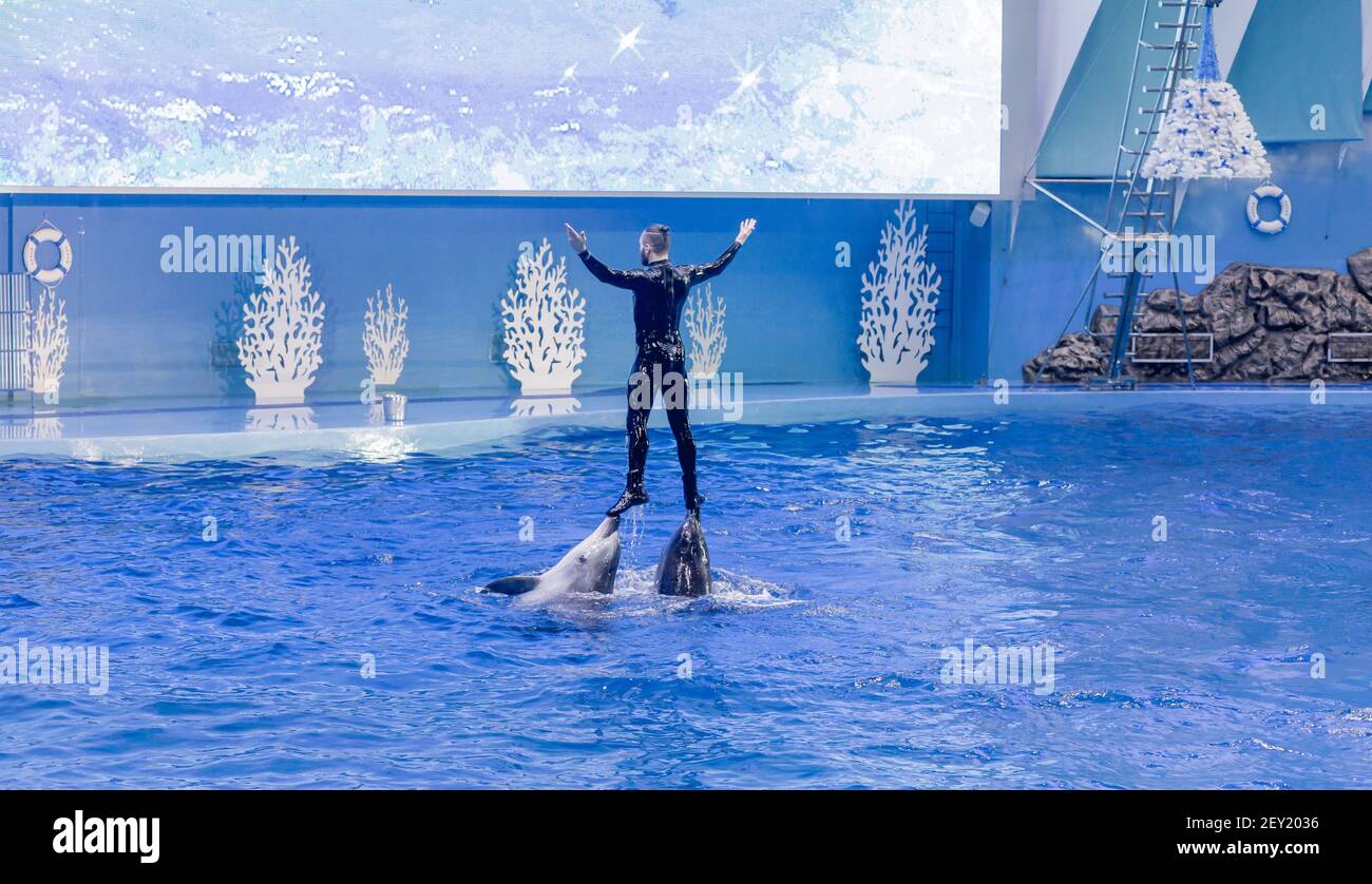 Russie, Vladivostok, 04 janvier 2021. Spectacle avec les grands dauphins de l'Atlantique et interprète dans le parc des mammifères marins de l'aquarium Primorsky. Spectacle avec marine Banque D'Images