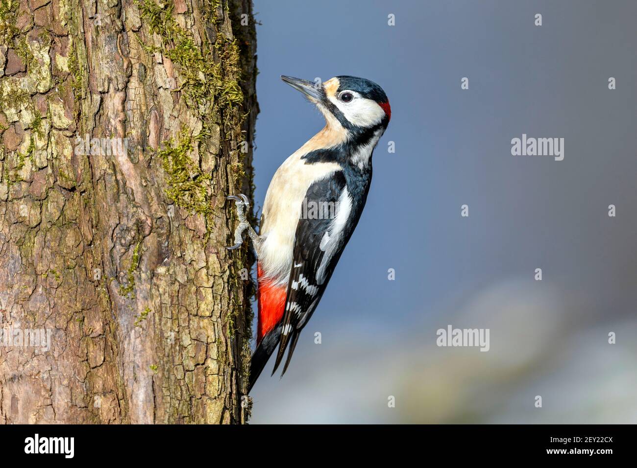 Le grand pic à pois (Dendrocopos Major) est un pic de taille moyenne avec un plumage noir et blanc à pied et une tache rouge sur le bas du ventre Banque D'Images