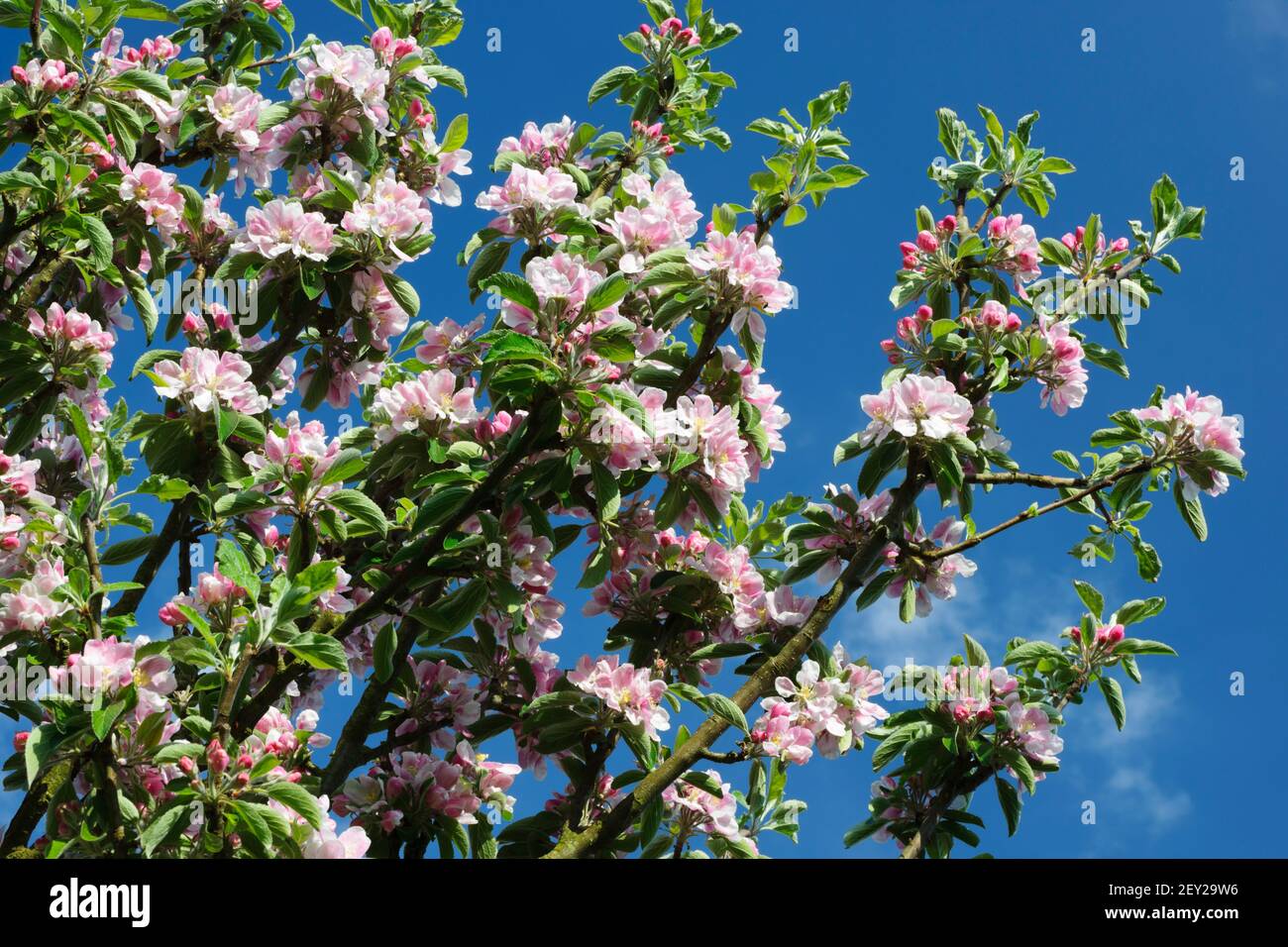 Fleur de pomme Merton Russet. Pommier du désert lourd en fleur dans un verger de jardin, au nord du pays de Galles Banque D'Images