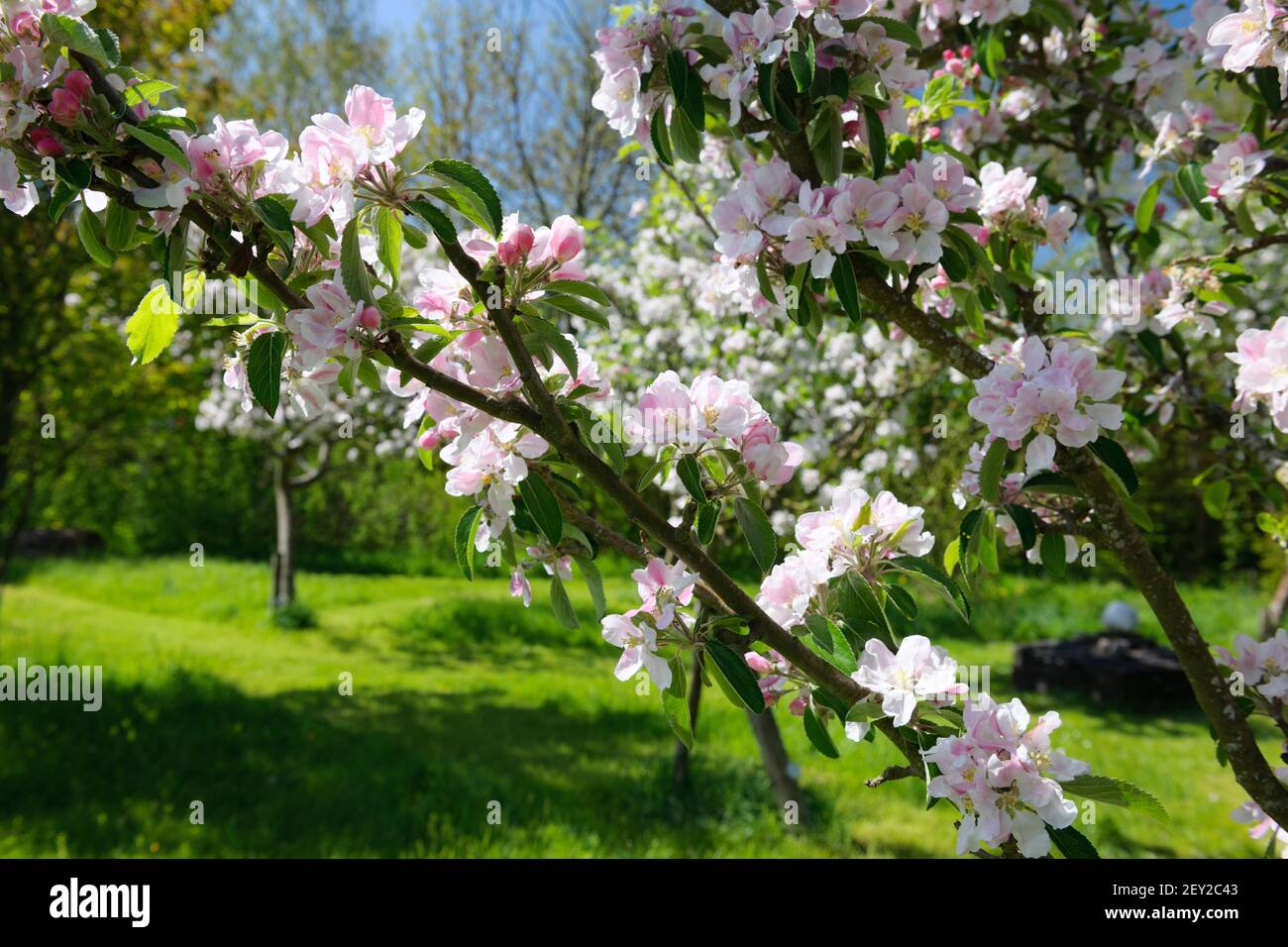 Fleur de pomme Merton Russet dans le verger de jardin. Pomme du désert. Le mois d'octobre, qui se termine en novembre, se tiendra généralement jusqu'à janvier/février Auto-fertile, Banque D'Images