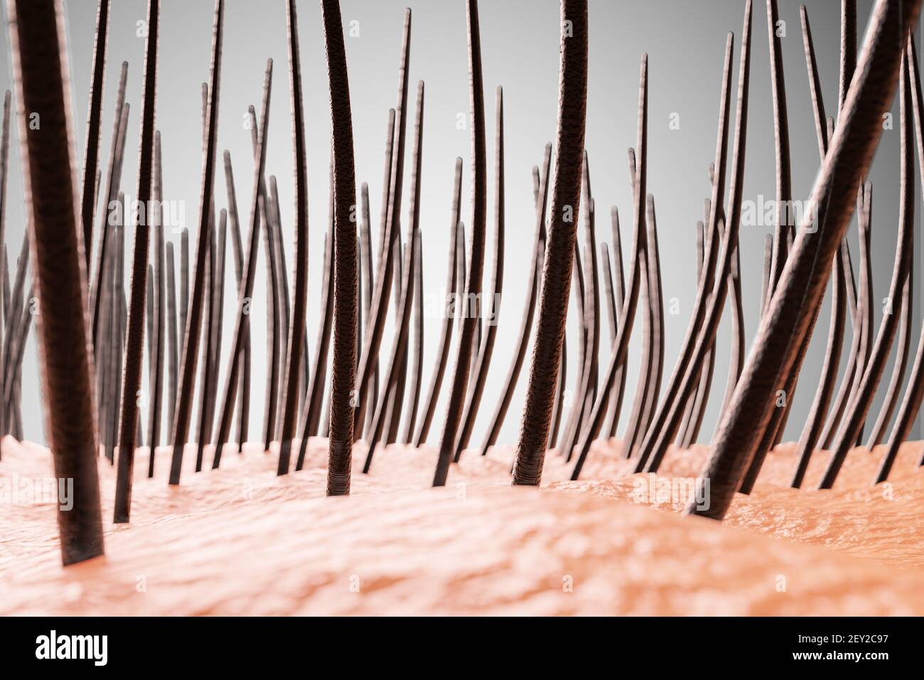 Gros plan sur les cheveux. Illustration de rendu 3D. Banque D'Images