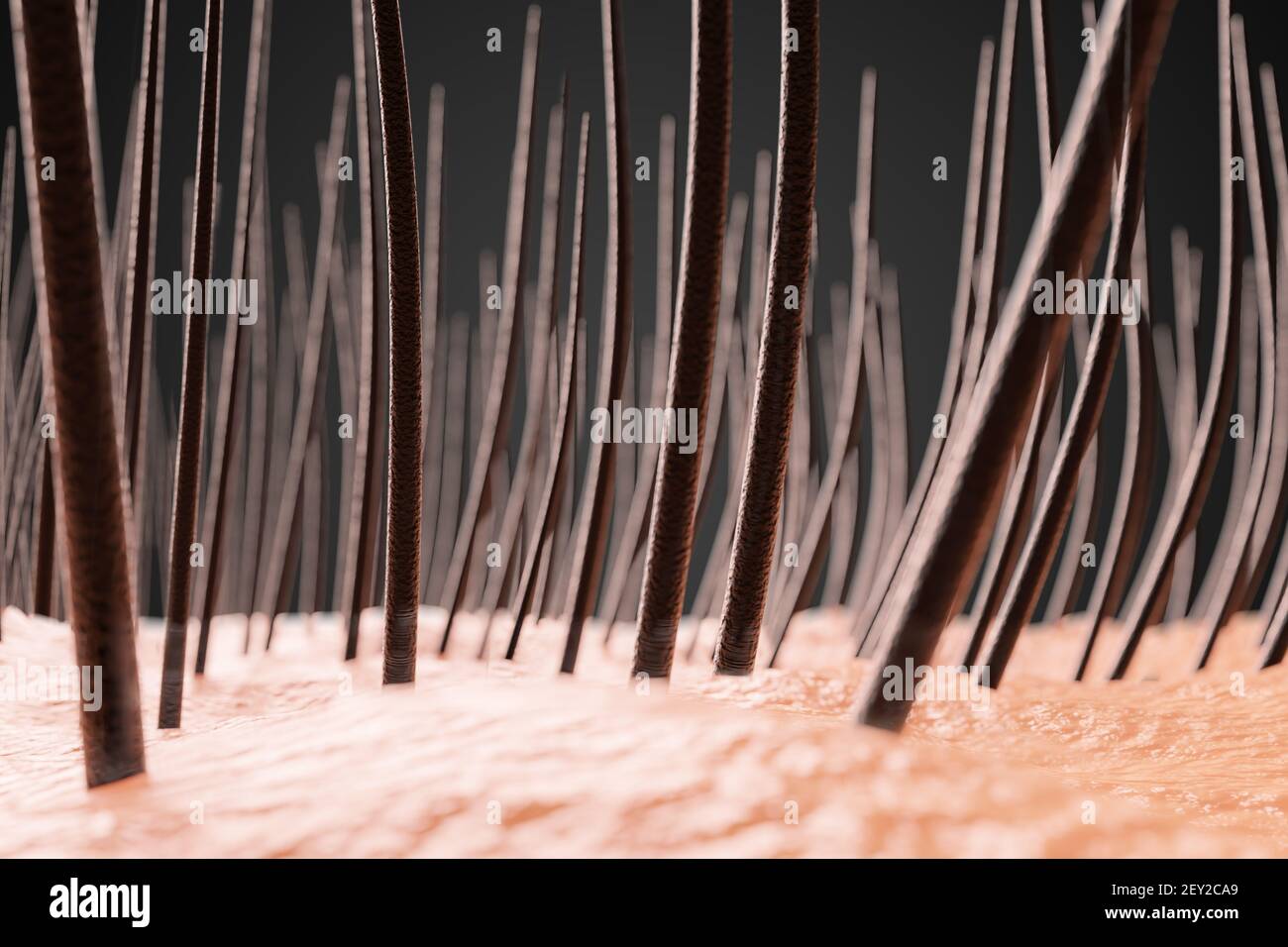 Gros plan sur les cheveux. Illustration de rendu 3D. Banque D'Images