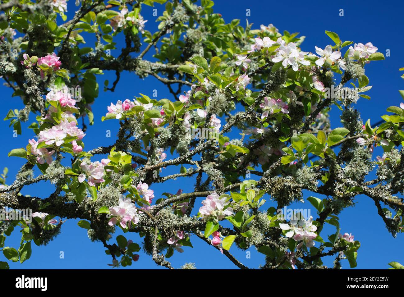 Grenadier Apple Treee, Spring Blossom, , meilleure cuisinière standard connue, cropper profeuse, auto-fertile, sans maladie, bon polineur, groupe 2, Banque D'Images