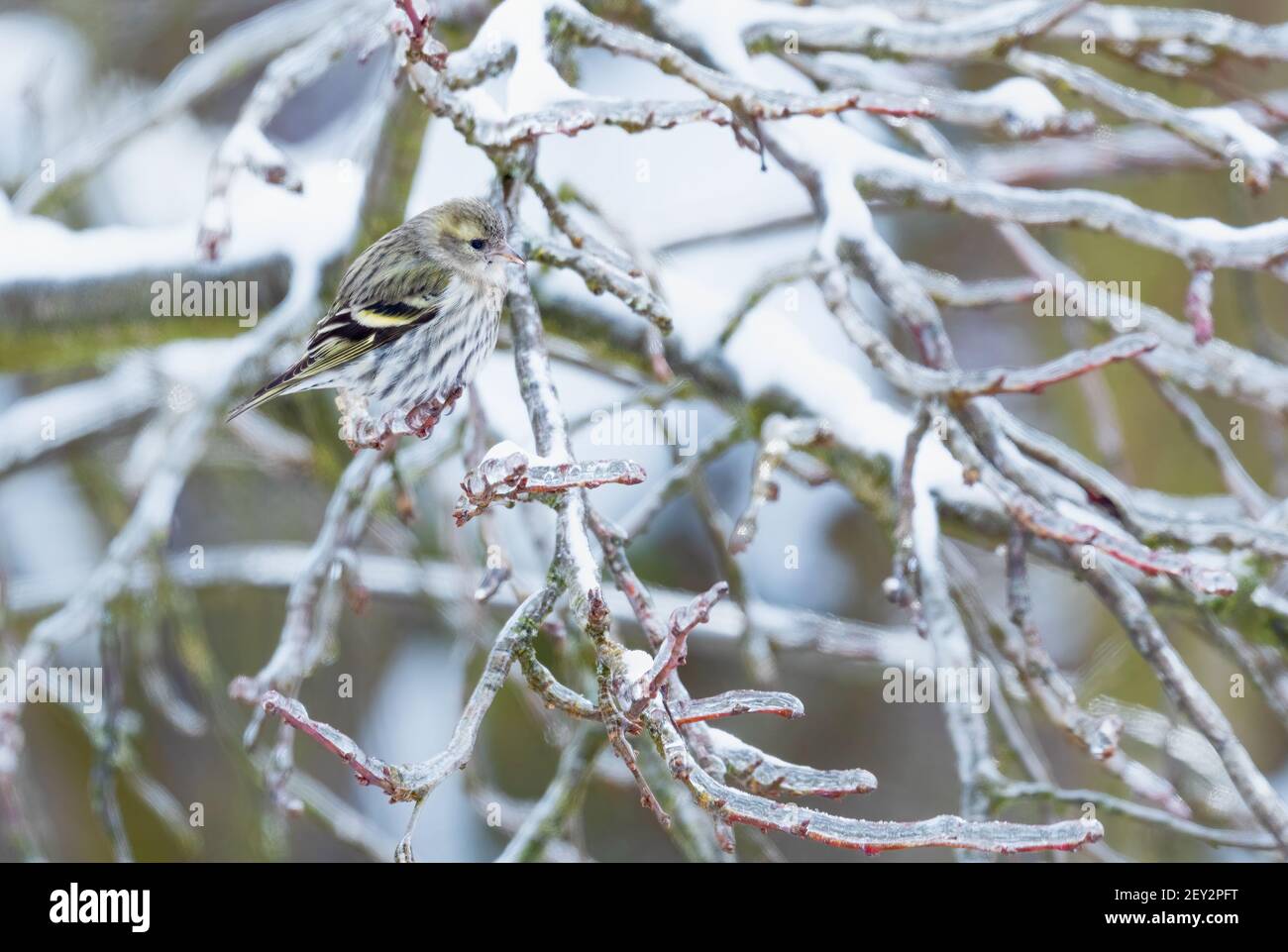 Siskin eurasien - Carduelis spinus, magnifique oiseau perching des forêts et jardins européens, Zlin, République tchèque. Banque D'Images