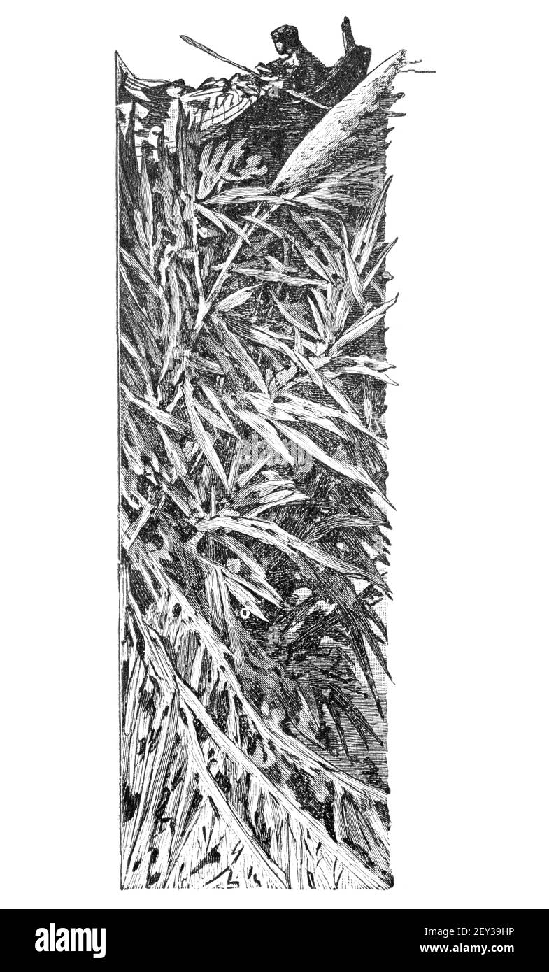Illustration verticale du pêcheur sur le bateau et les roseaux. Illustration ancienne vintage noir et blanc. 19e siècle. Banque D'Images