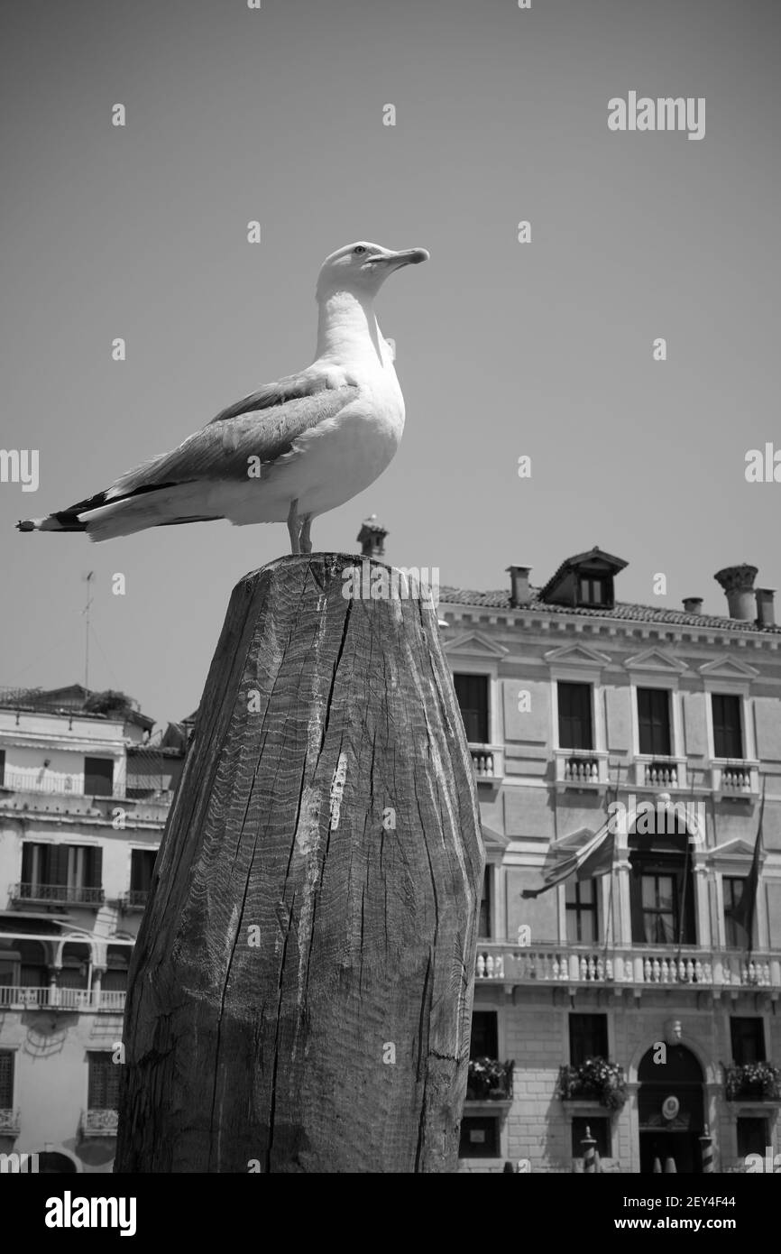 MEW sur le sommet du pôle d'amarrage à Venise, Italie. Paysage urbain vénitien noir et blanc Banque D'Images
