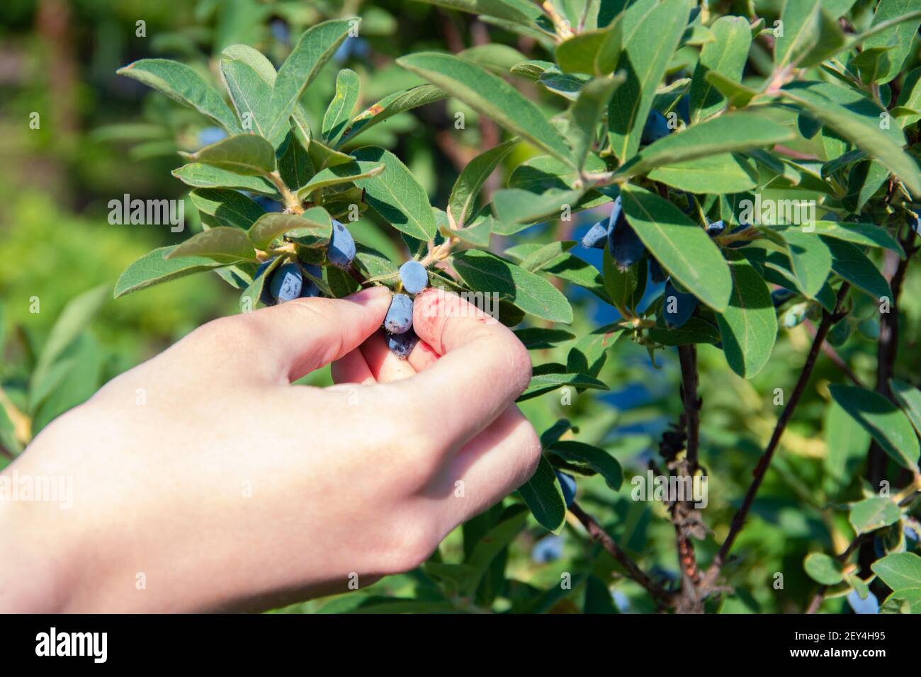 Cueillette à la main de baies de chèvrefeuille, gros plan. Récolte de baies cultivées dans le jardin, récolte, premières baies, produit naturel Banque D'Images