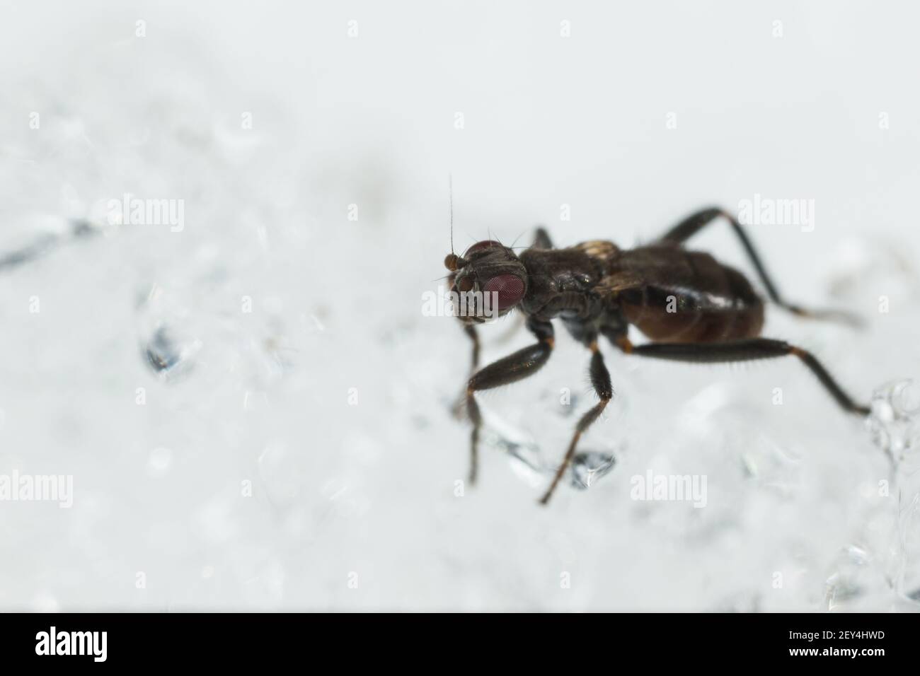 Petite mouche de Dung (Crumomyia pedestris) marchant sur la neige Banque D'Images