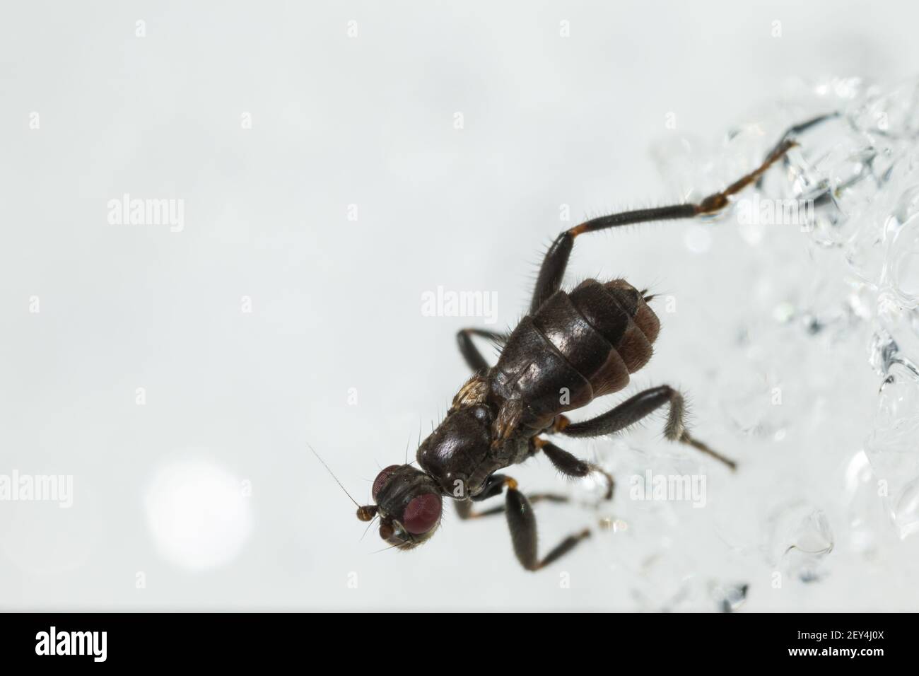 Petite mouche de Dung (Crumomyia pedestris) marchant sur la neige Banque D'Images