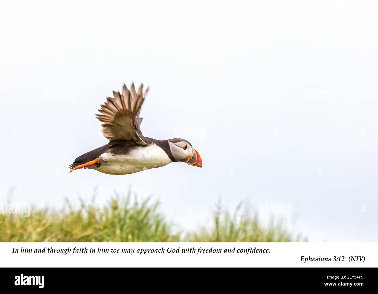 Un seul macareux en vol au-dessus de l'herbe avec quelques écritures chrétiennes associées du nouveau testament. Banque D'Images