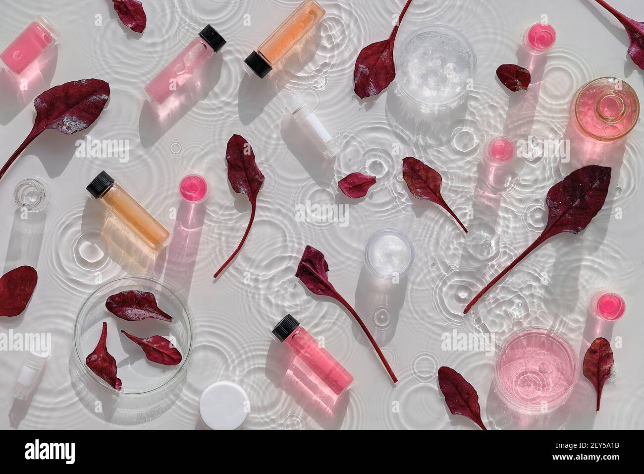 Aliments Macrobiotiques Feuilles De Bebe De Betterave Rouge Valeur Nutritionnelle Ou Controle De La Qualite Tubes De Laboratoire De Chimie Flacons Roses Rouges Echantillons Boites De Petri Long Photo Stock Alamy Aliments Macrobiotiques Feuilles De Bebe De Betterave Rouge Valeur Nutritionnelle Ou Controle De La Qualite Tubes De Laboratoire De Chimie Flacons Roses Rouges Echantillons Boites De Petri Long Photo Stock Alamy