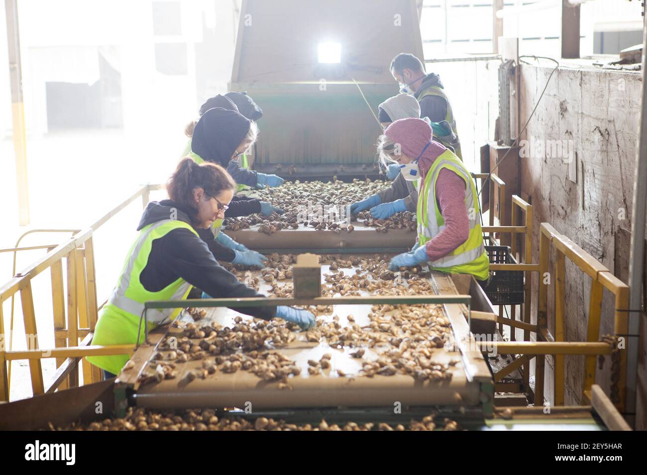 National Dahlia Collection Varfell Winchester Growers Process bulbes staff Louise Danks Banque D'Images