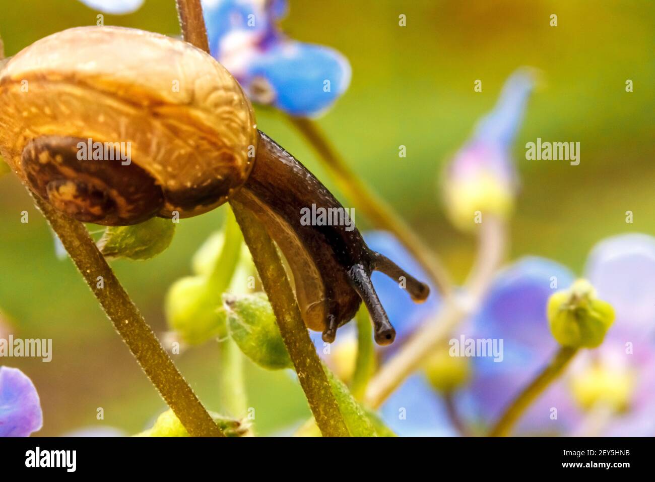 Portrait de gros plan en escargot. Petit escargot en coquille rampant sur la fleur et la feuille verte dans le jardin. Source d'inspiration florale naturelle ou arrière-plan d'été. La vie de l'insecte. Macro gros plan Banque D'Images