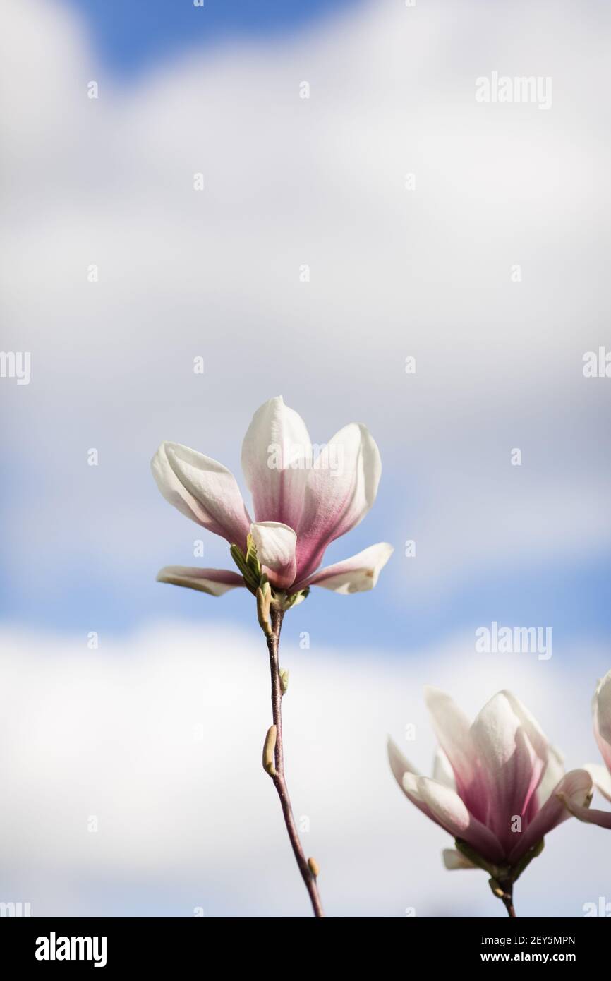 Le magnolia rose et blanc s'épanouit contre le ciel bleu de printemps avec nuages Banque D'Images