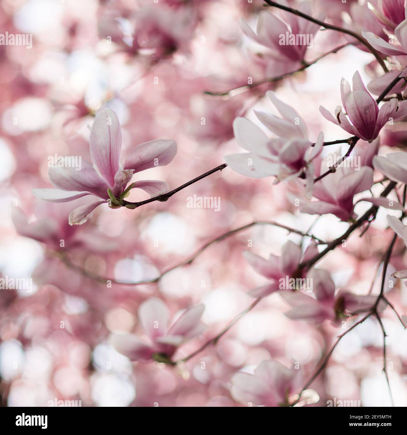 Soucoupe rose et blanche le Magnolia fleurit sur un arbre au printemps. Banque D'Images