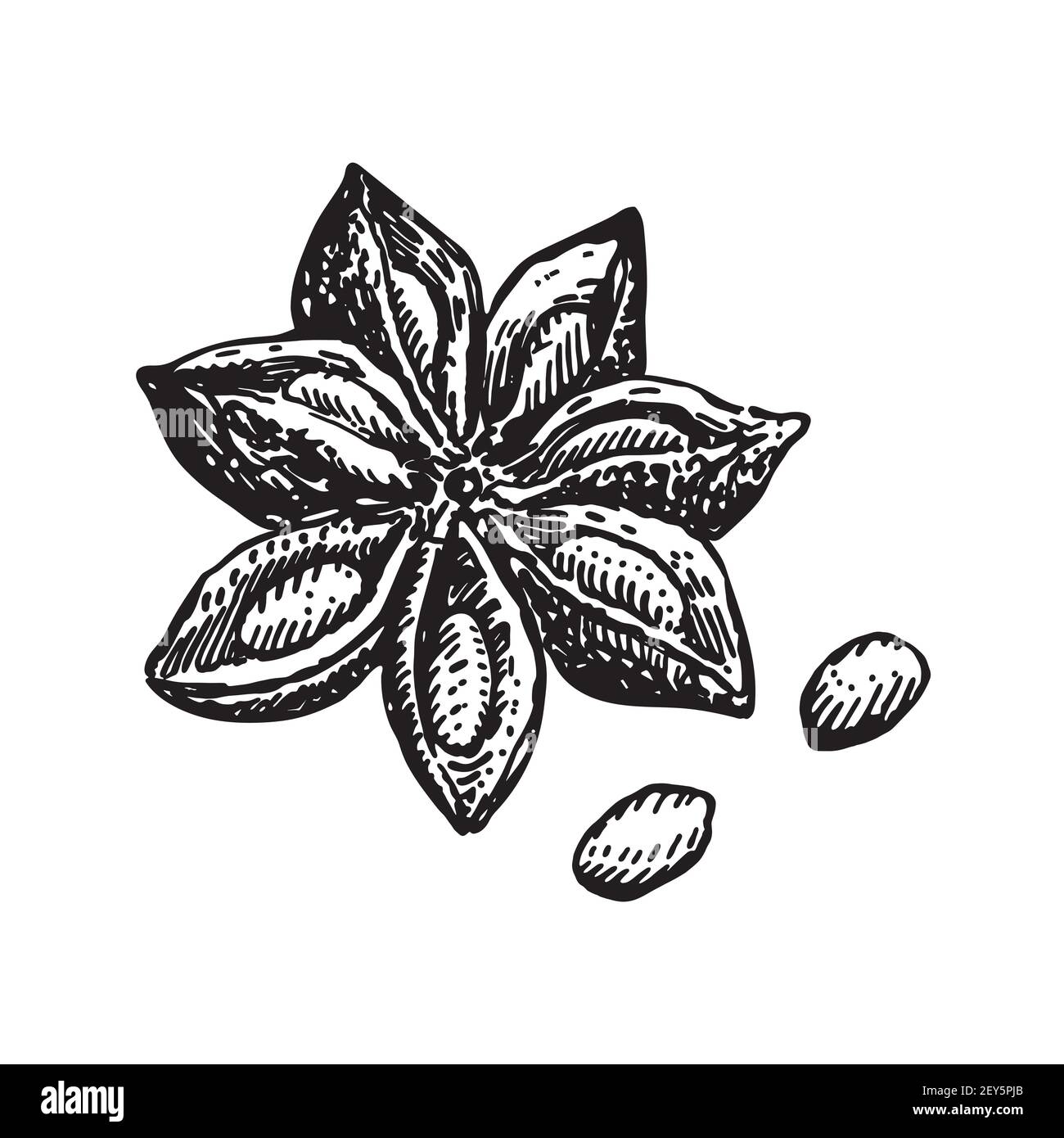 Dessin vectoriel en étoile anis. Esquisse dessinée à la main. Illustration de la nourriture saisonnière isolée sur blanc. Épice de style gravé et objet de saveur. Cuisson et aromat Illustration de Vecteur