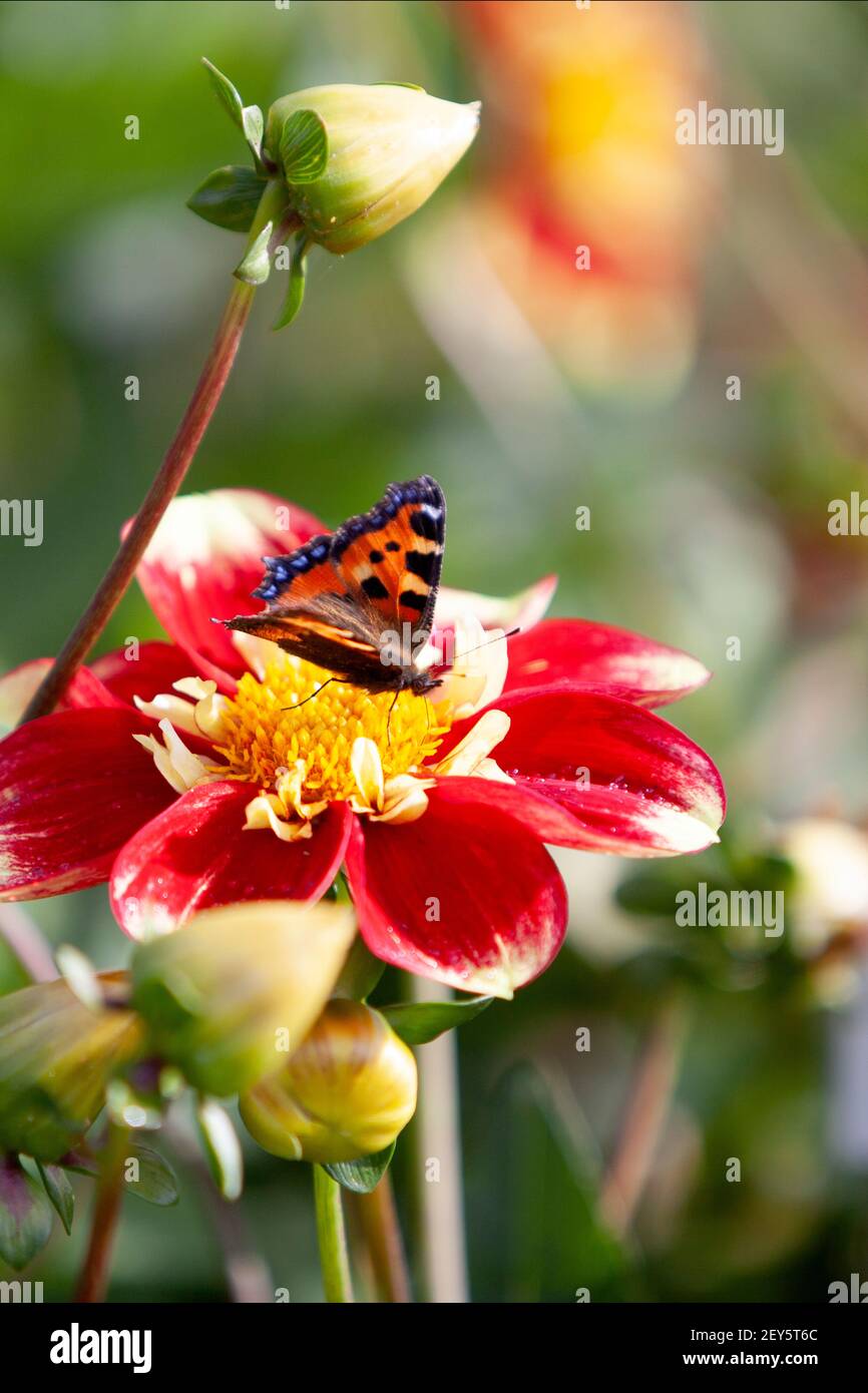 Un papillon de l'amiral rouge atterrit sur une tête de dahlia à la National Dahlia Collection, Cornwall Banque D'Images