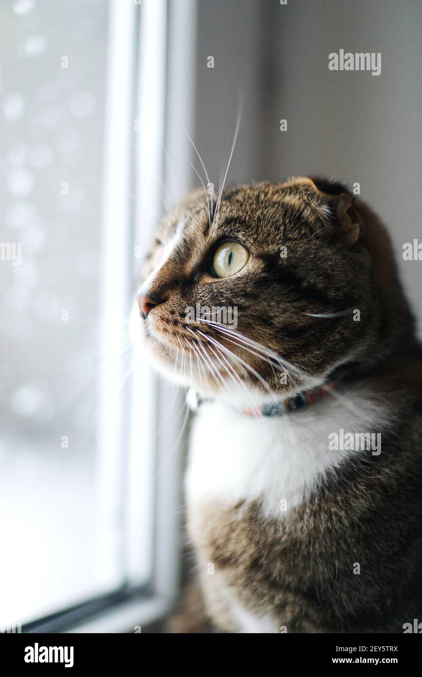 chat assis sur le rebord de la fenêtre à la maison Banque D'Images