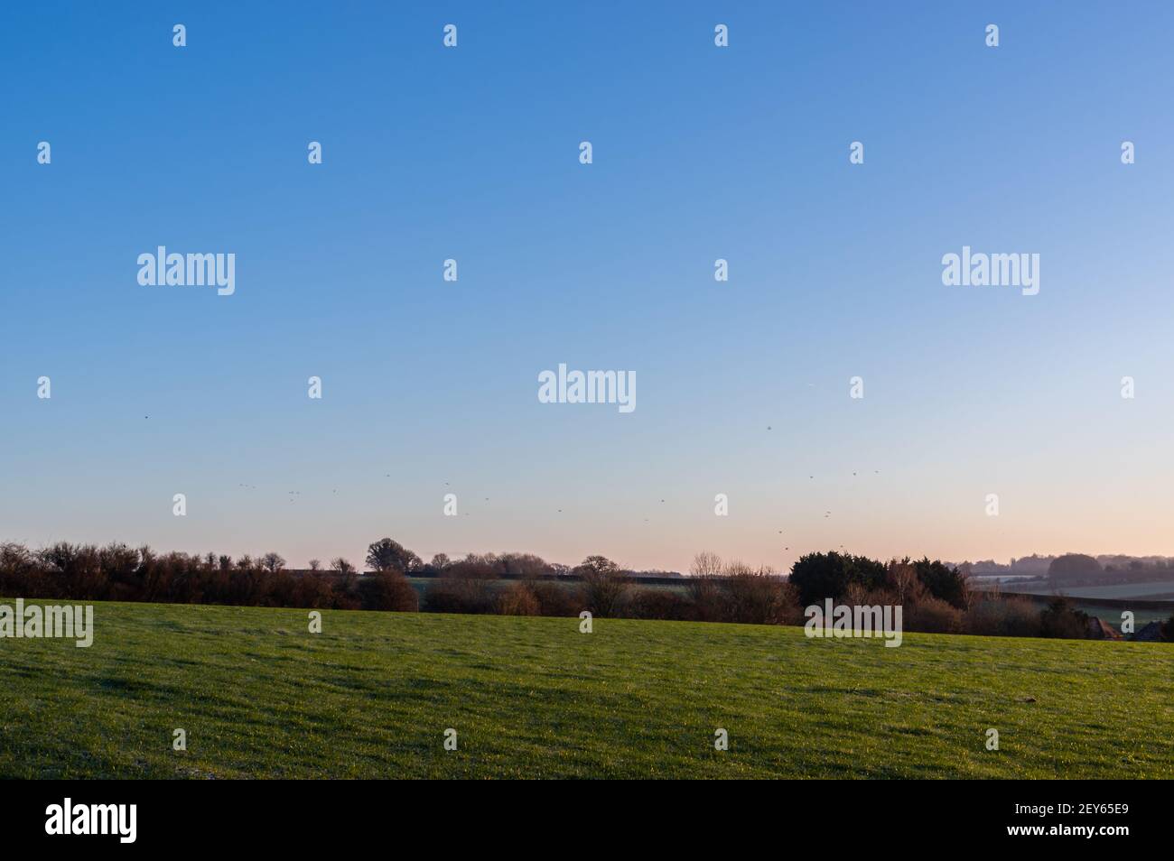Lumière chaude du matin sur les champs ruraux du Hampshire, en Angleterre Banque D'Images