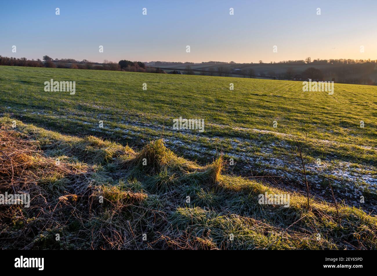 Lumière matinale chaude sur les champs ruraux givré du Hampshire, en Angleterre Banque D'Images