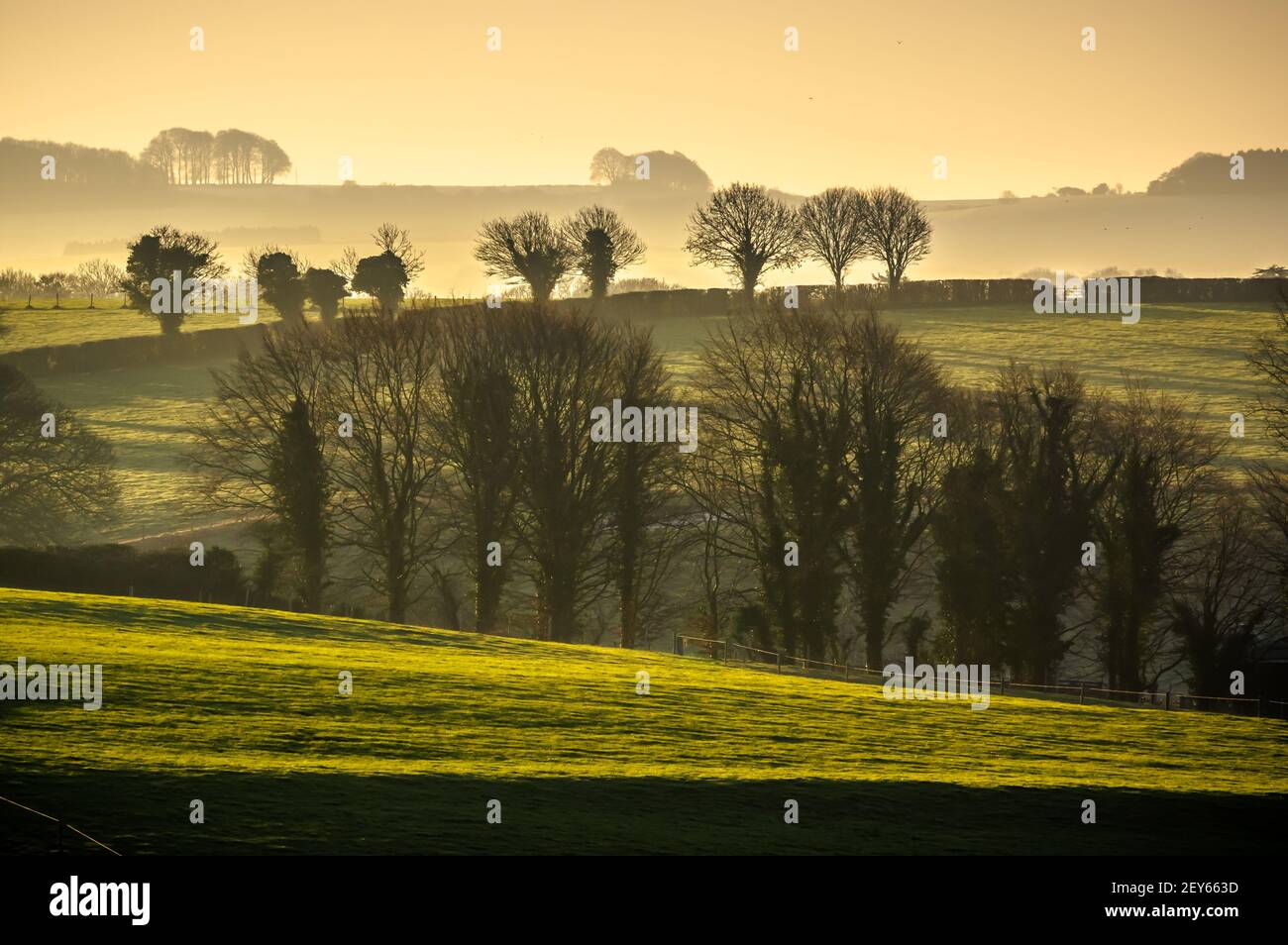 La lumière du matin dorée illumine les collines près de Kings worthy, Hampshire, Angleterre. Banque D'Images
