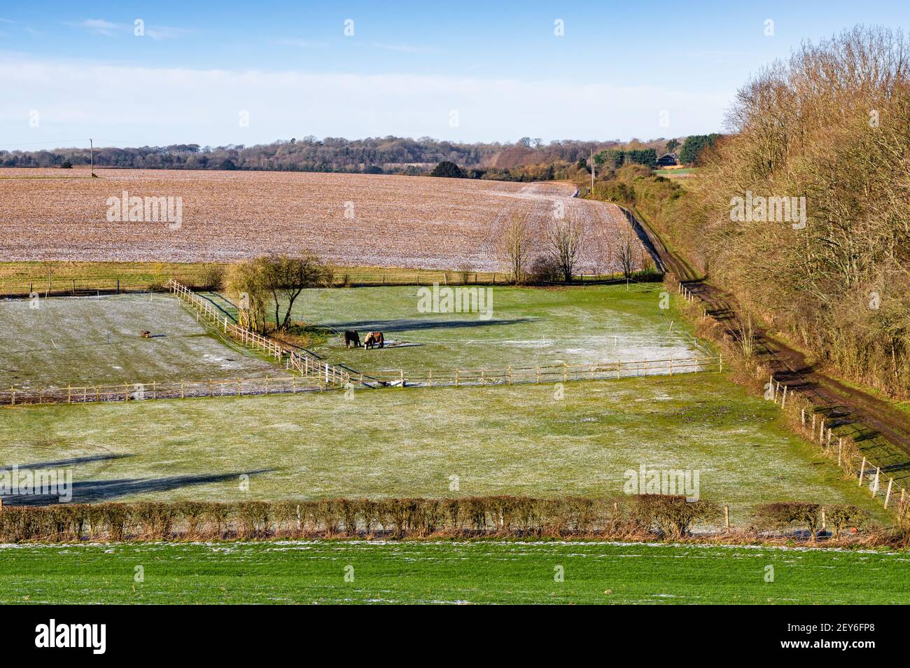 Deux chevaux dans un champ dans la campagne rurale du Hampshire un matin gelé. Angleterre. Banque D'Images