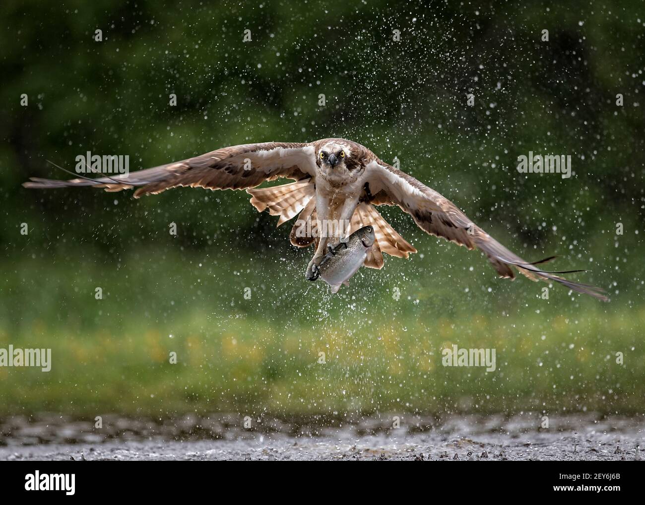 Osprey au saumon Banque D'Images