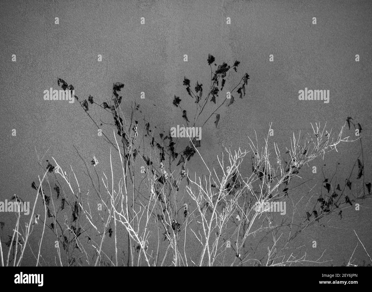 plante de jardin en hiver des branches séchées et des fleurs contre le mur en béton gris de la maison extérieur en arrière-plan horizontal format vide espace pour le type Banque D'Images