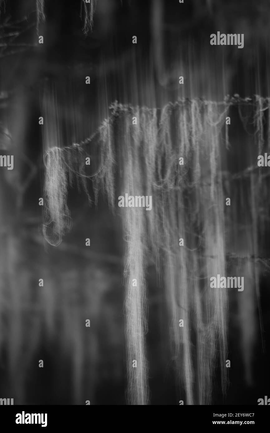 image verticale abstraite de fourrure d'arbre suspendue ou tombant de la branche avec effet de flou de mouvement spécial causé par le mouvement intentionnel de la caméra vers le haut et vers le bas Banque D'Images