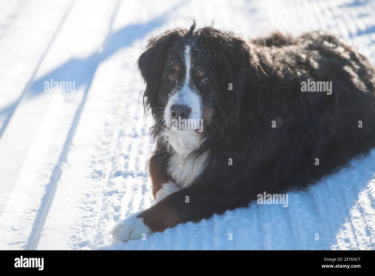 Grand chien de montagne bernois noir brun et blanc posé dans la neige en hiver, en journée, regardant l'appareil photo fourrure noire visage blanc pointe blanche sur la patte Banque D'Images