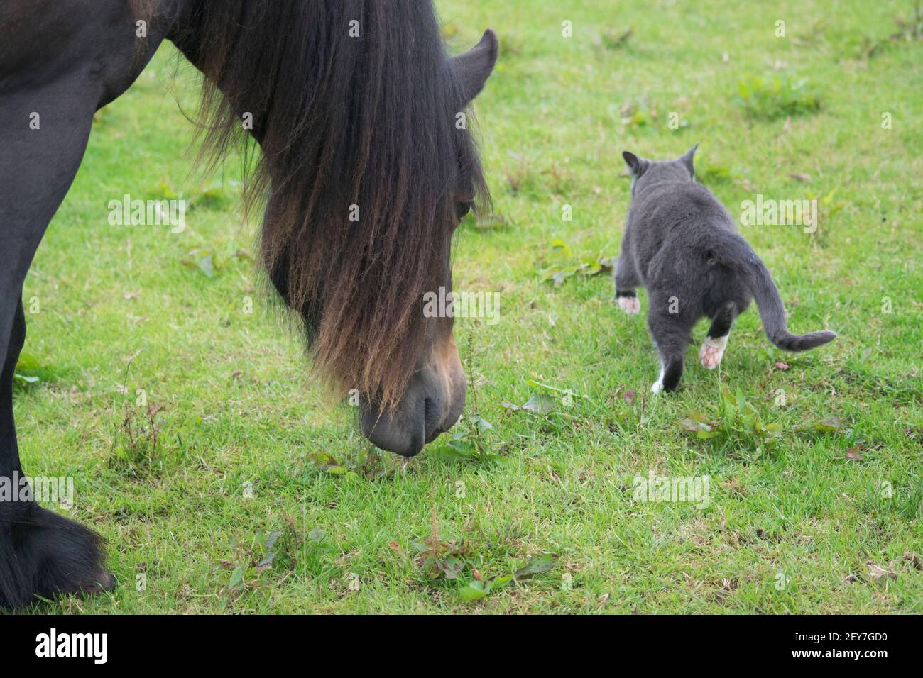 Cheval brun pourchassant chat gris dans un champ Banque D'Images