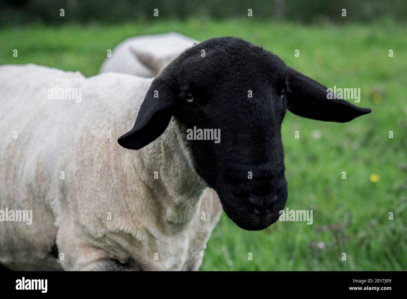 Face d'un mouton noir dans la campagne Banque D'Images