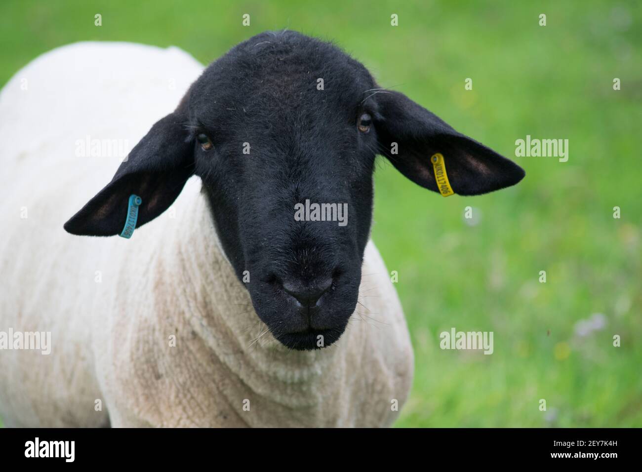 Face d'un mouton noir dans la campagne Banque D'Images