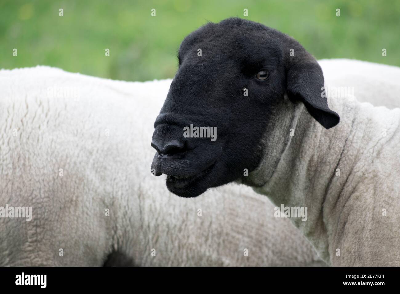Face d'un mouton noir dans la campagne Banque D'Images