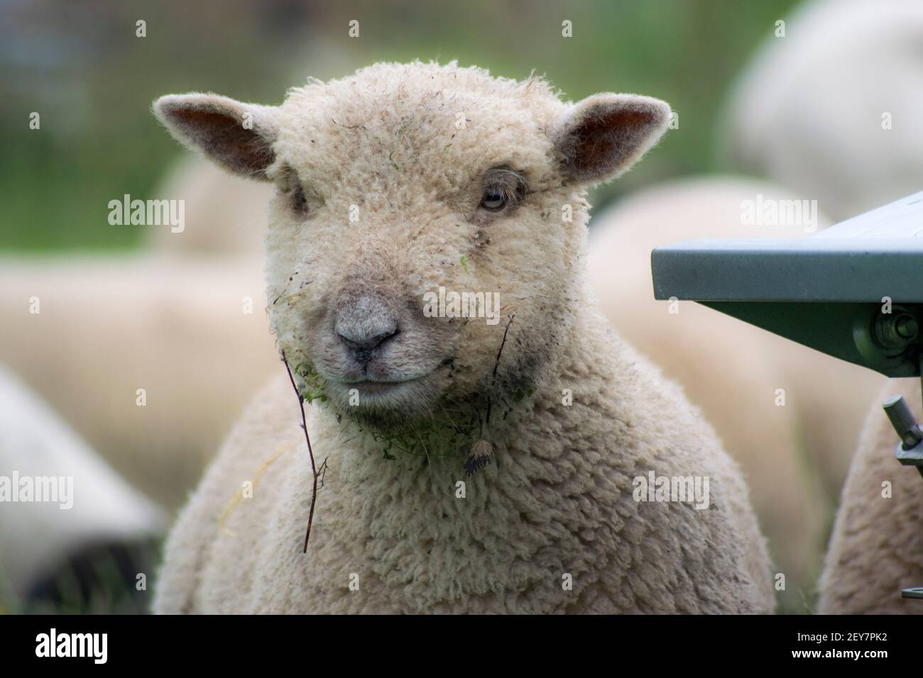 Joli agneaux moelleux dans un champ Banque D'Images