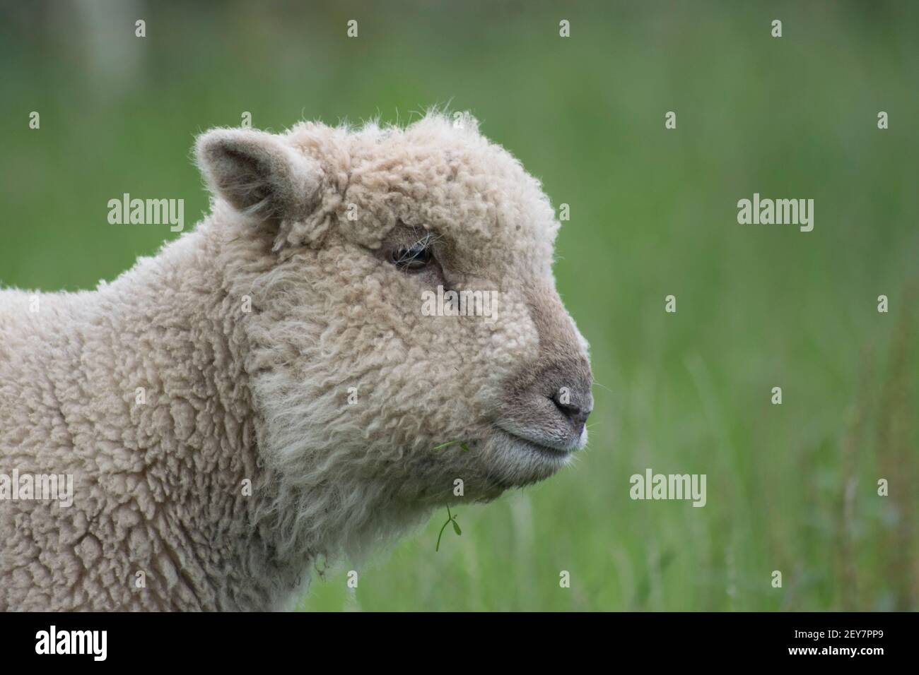 Joli agneaux moelleux dans un champ Banque D'Images