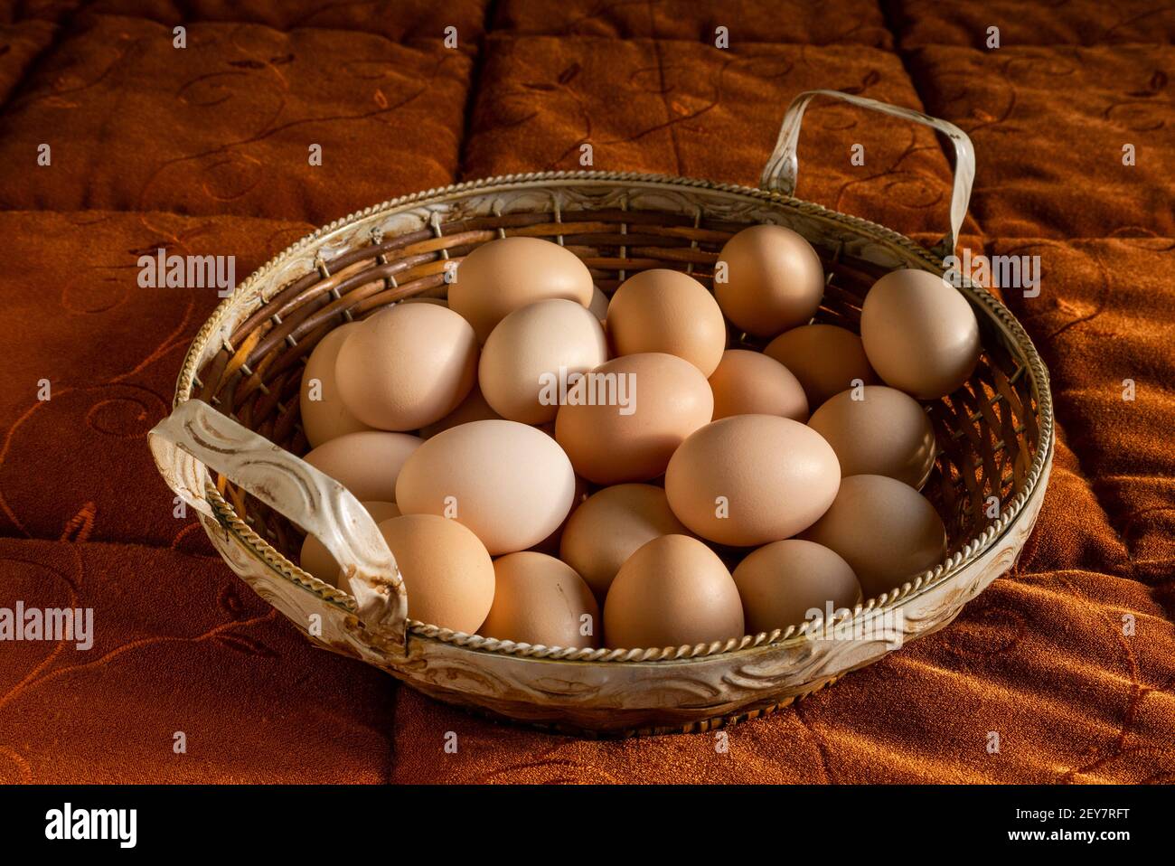 Italie : panier d'œufs fraîchement cueillis dans le coop de poulet. Banque D'Images