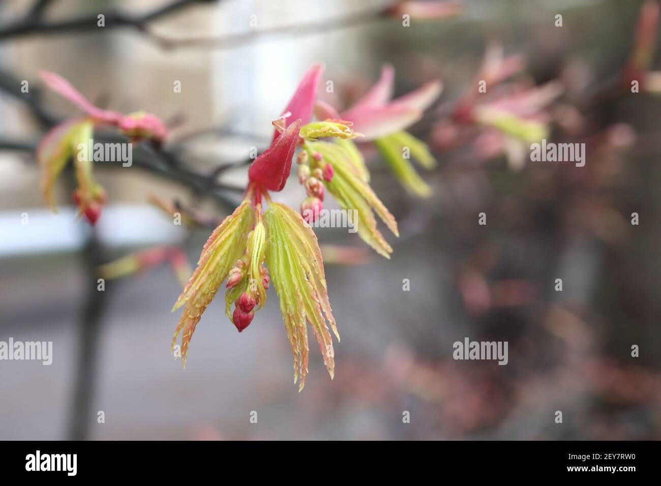 Acer palmatum ‘Osakazuki’ Japanese Maple Osakazuki – feuilles juvéniles bordées de rouge doux avec des boutons de fleurs et des feuilles rouges rose foncé, mars, Angleterre, Royaume-Uni Banque D'Images