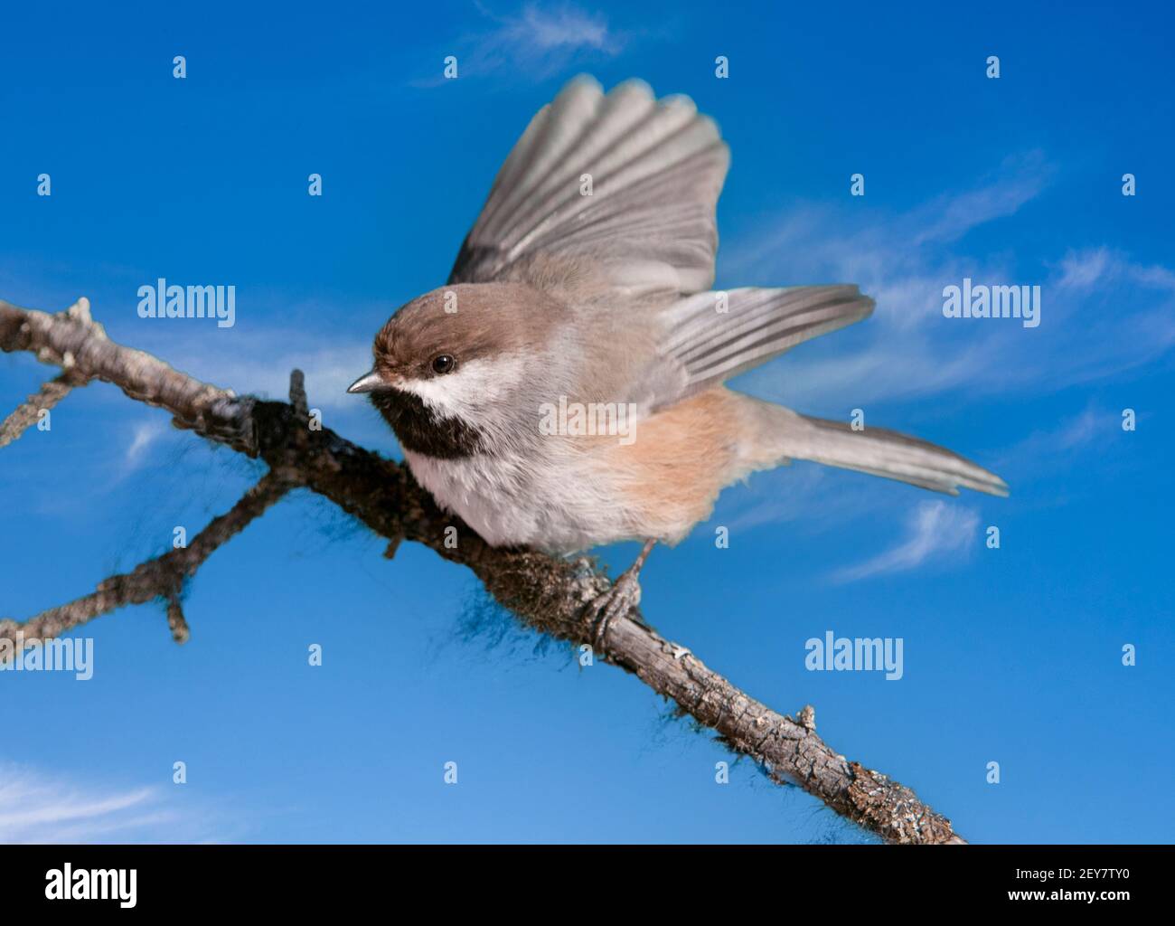 Oiseaux chanteurs; Alaska; faune; oiseaux; Chickadee boréal; Banque D'Images