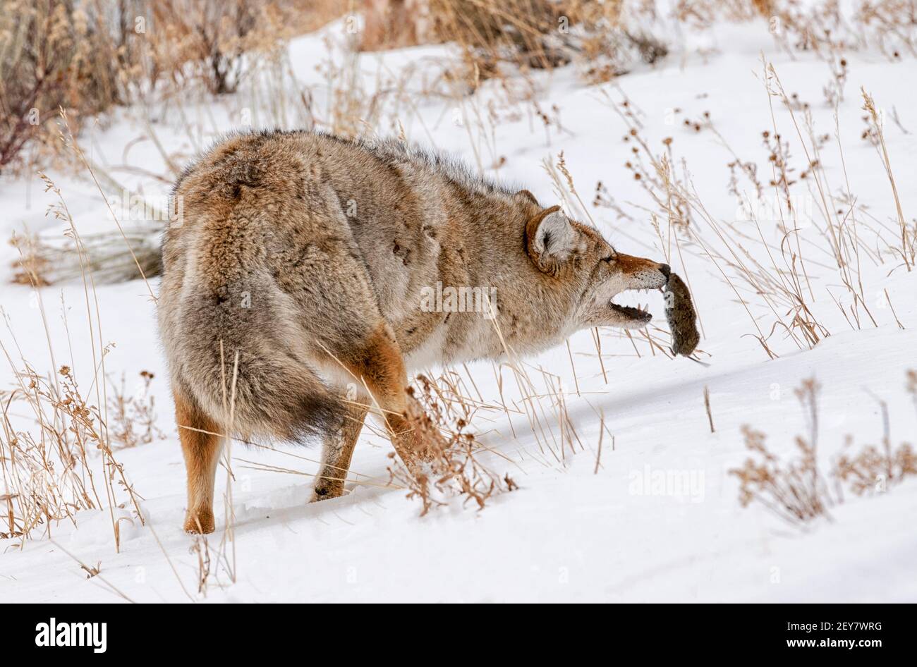 Wyoming ; Parc national de Yellowstone ; hiver ; faune ; Coyote ; Chasse aux rongeurs. Le rongeur se mordent en arrière Banque D'Images