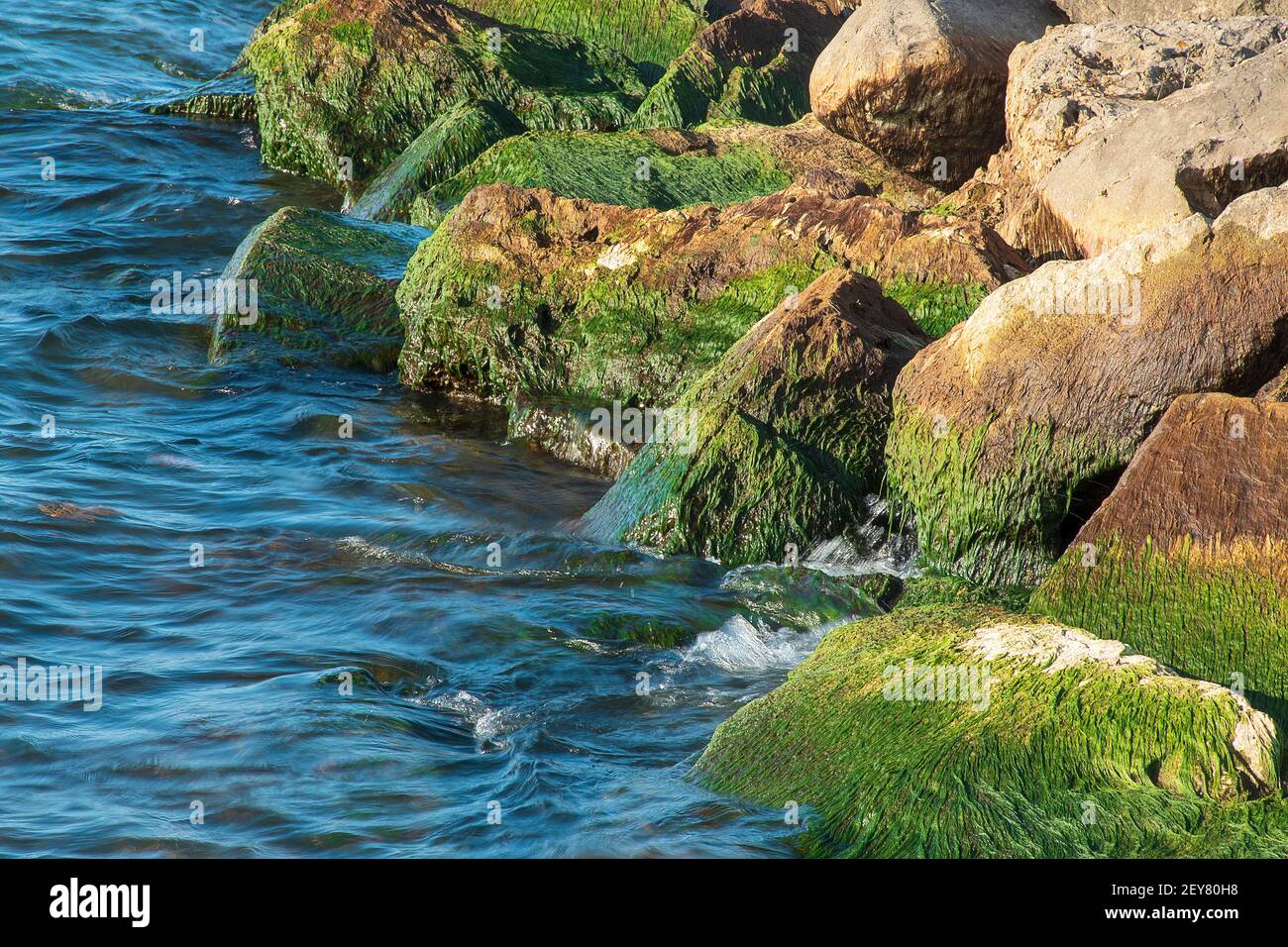 Algues vertes qui poussent sur de grandes rochers de plage avec un lac bleu eau Banque D'Images