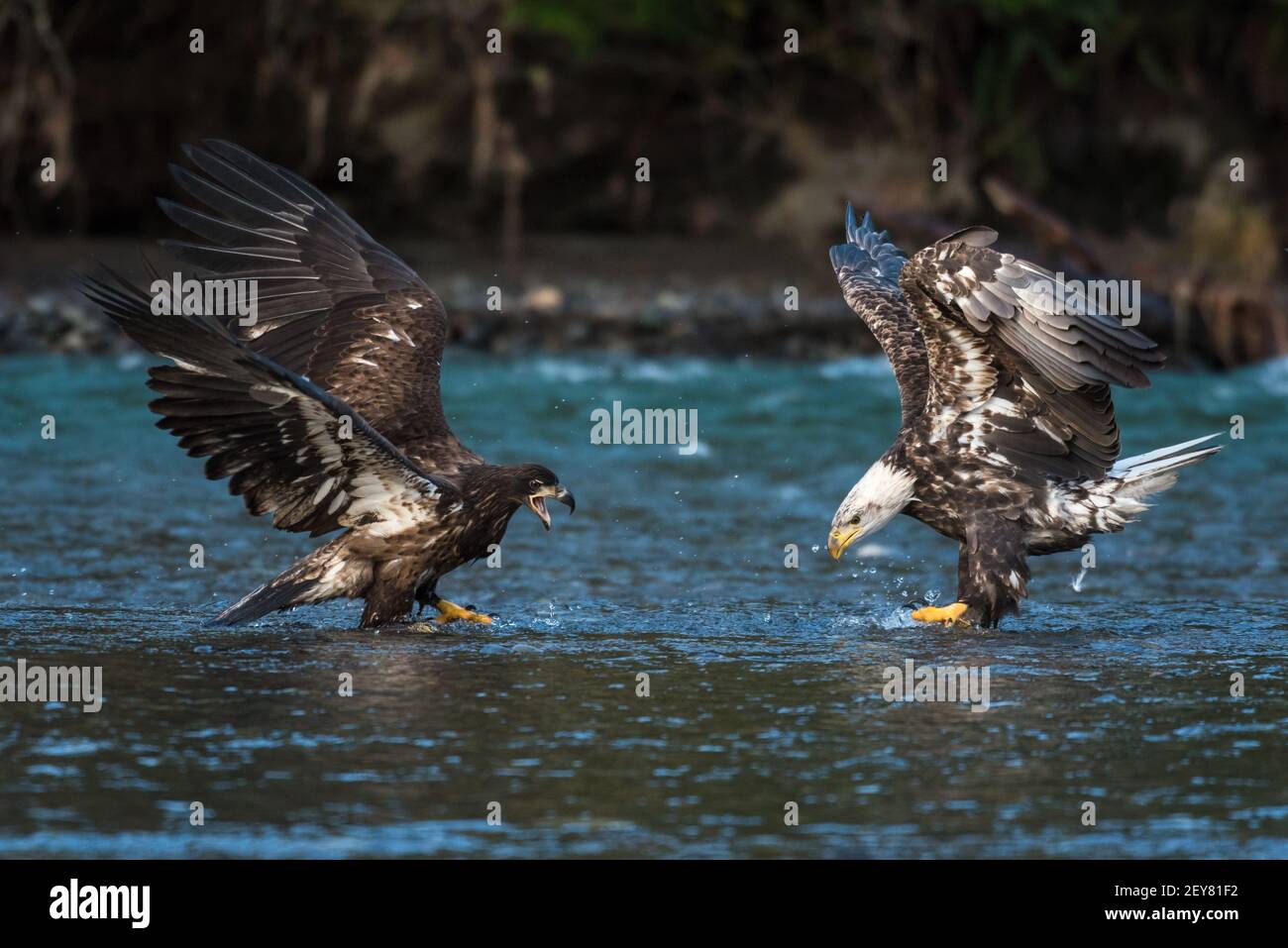 Paire d'aigles à tête blanche immatures atterrissant sur la rivière Nooksack prêt à affronter un saumon kéta en hiver Eaux de l'État de Washington occidental Banque D'Images