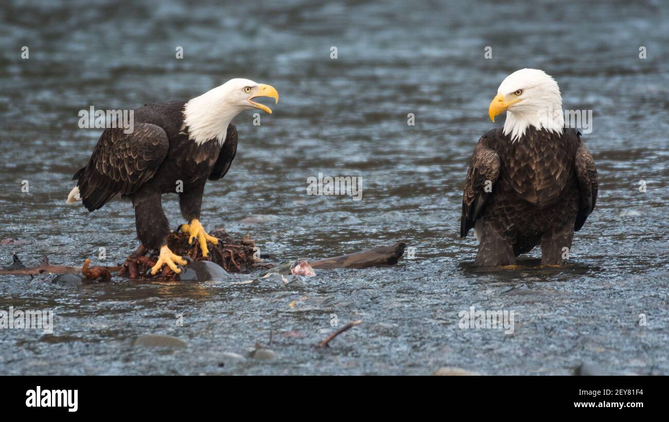 Deux pygargues à tête blanche adultes discutent de la propriété d'un kéta Saumon dans la rivière Nooksack dans les eaux hivernales de Washington occidental a besoin de nutrition Banque D'Images